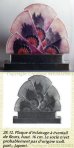 画像7: 【ARGY-ROUSSEAU】アルジー・ルソー　花の扇型ランプ