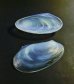 画像2: 【SABINO】サビノ　貝型小皿2客 (2)