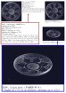 画像6: 【LALIQUE】ルネ・ラリック　VASES 深鉢＆平鉢セット