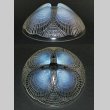 画像3: 【LALIQUE】ルネ・ラリック　COQUILLES中鉢N°4 (3)