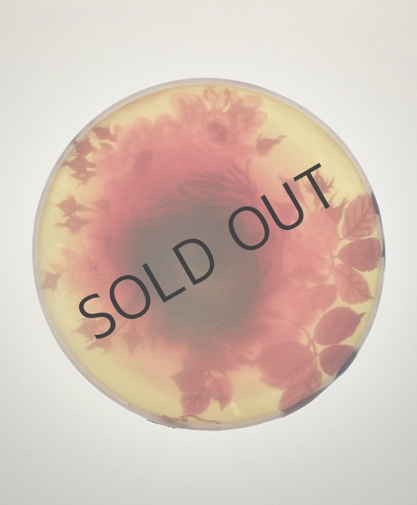 画像5: 【GALLE】ガレ　薔薇文コンポート (5)