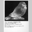 画像3: 【LALIQUE】ルネ・ラリック　MOINEAU FIER ペーパーウェイト (3)