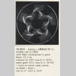 画像5: 【LALIQUE】ルネ・ラリック　ARRAS 深鉢と皿 (5)